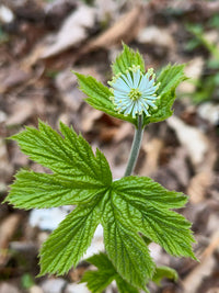 Hydrastis canadensis