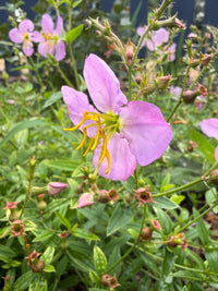 Rhexia virginica