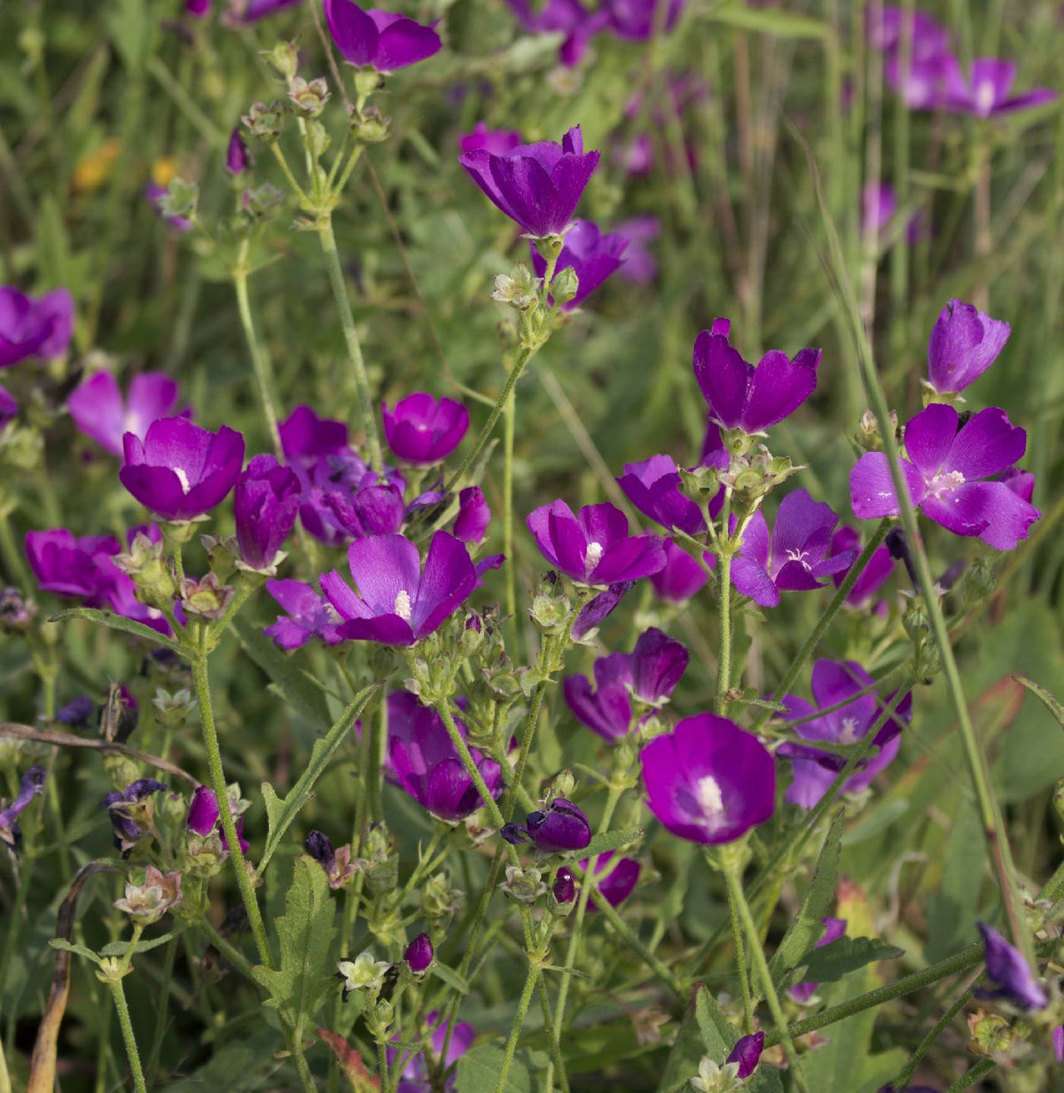 Callirhoe triangulata