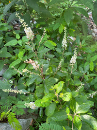 Clethra alnifolia