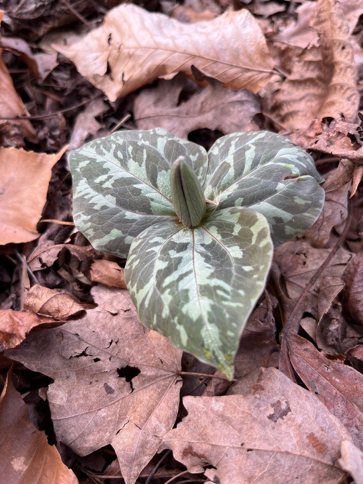 Trillium cuneatum