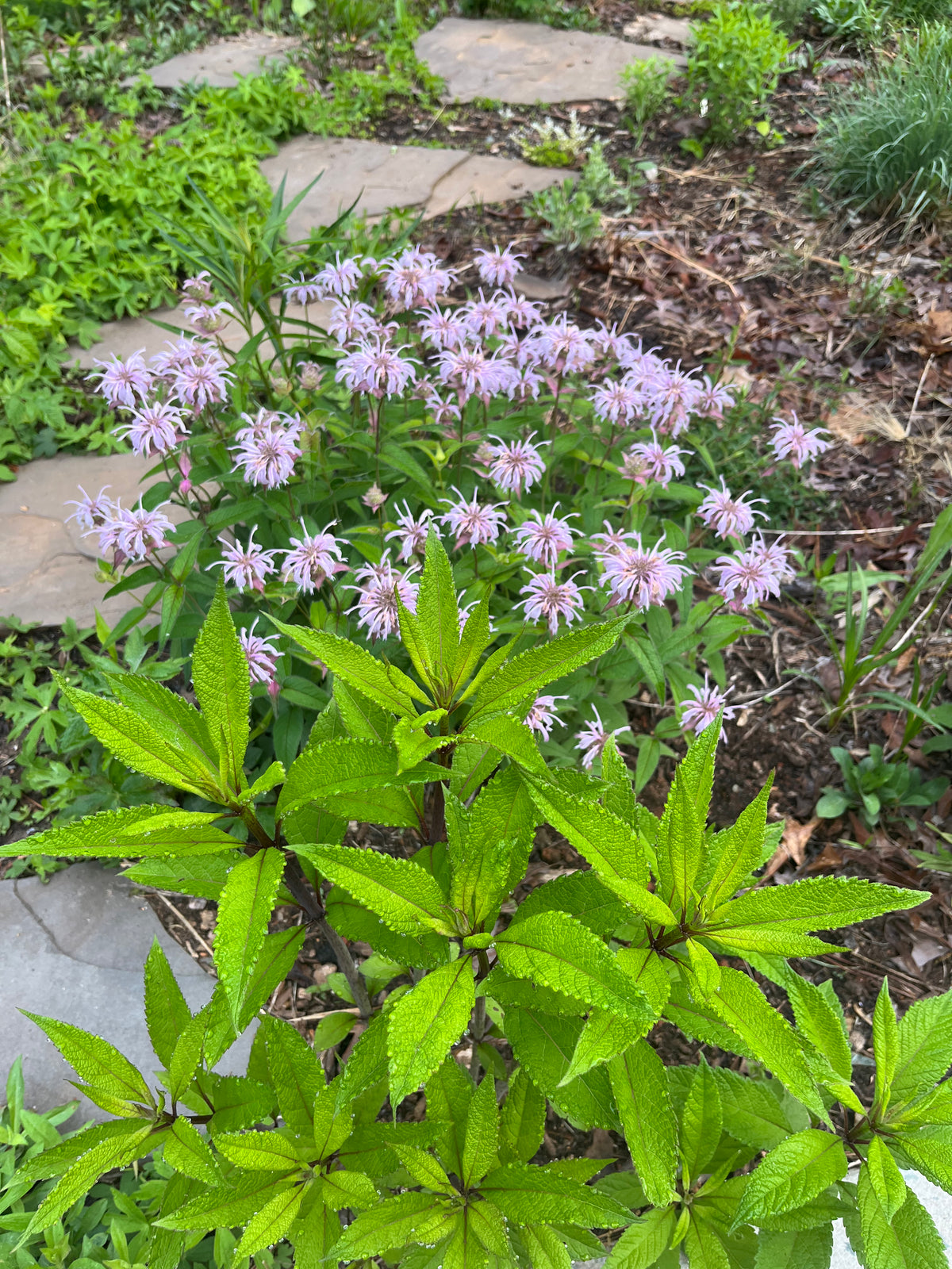 Monarda bradburiana