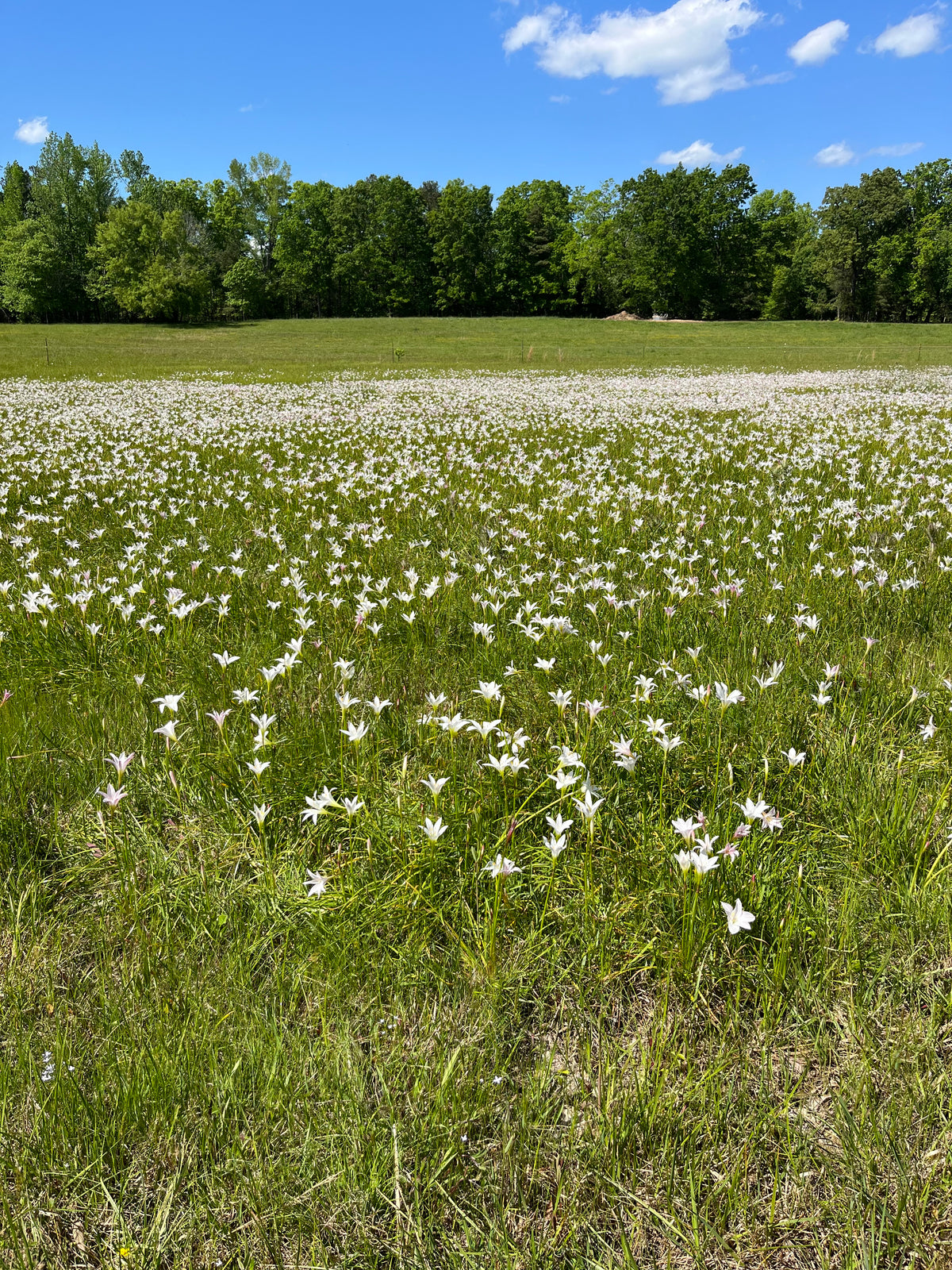 Zephyranthes atamasco