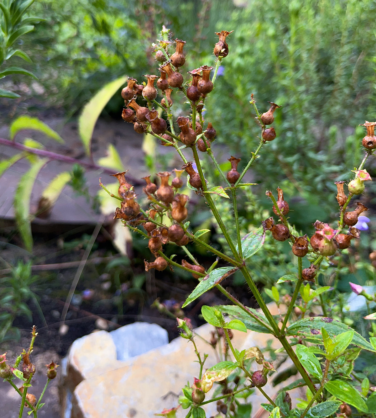 Rhexia virginica