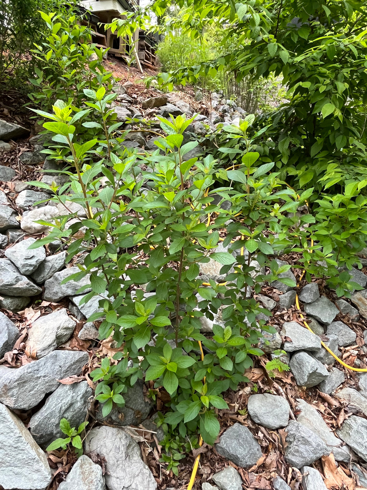 Clethra alnifolia