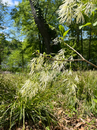 Chionanthus virginicus