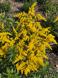 Solidago juncea