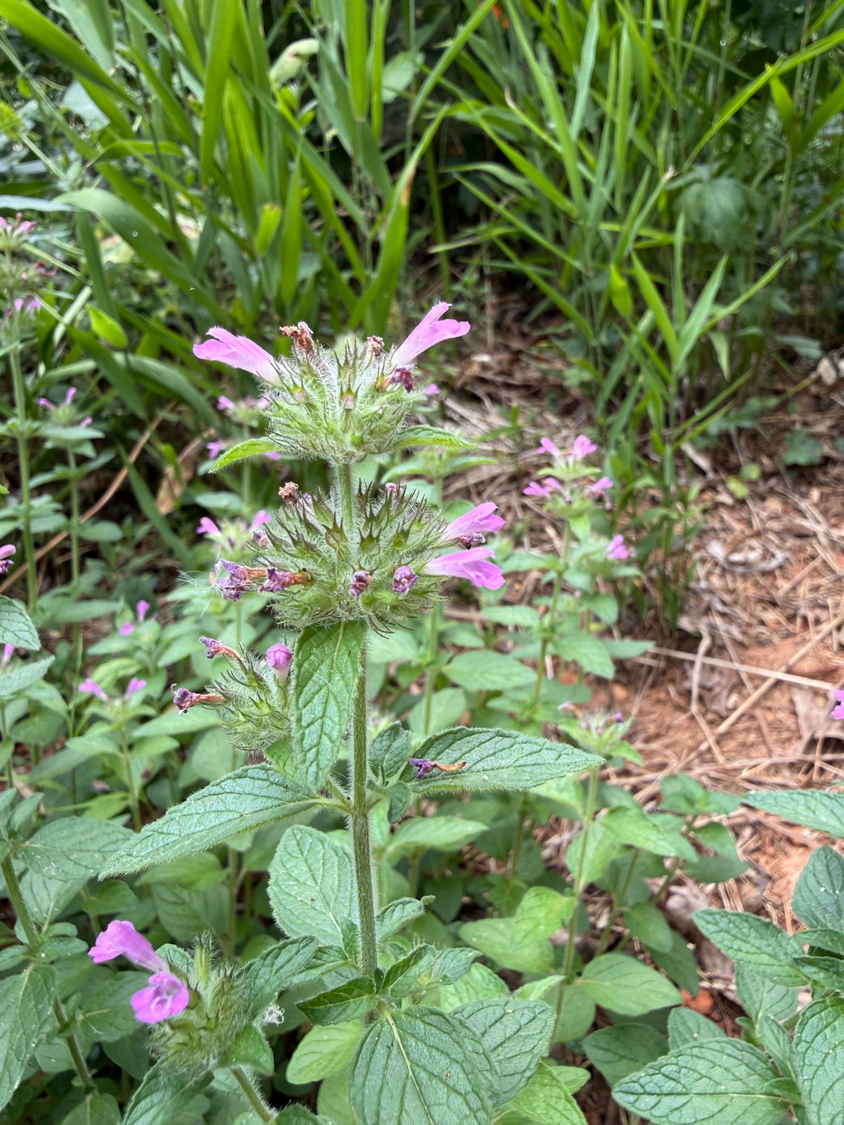 Clinopodium vulgare