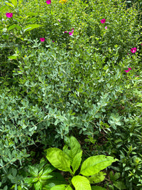 Baptisia minor