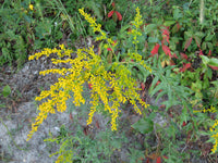 Solidago odora