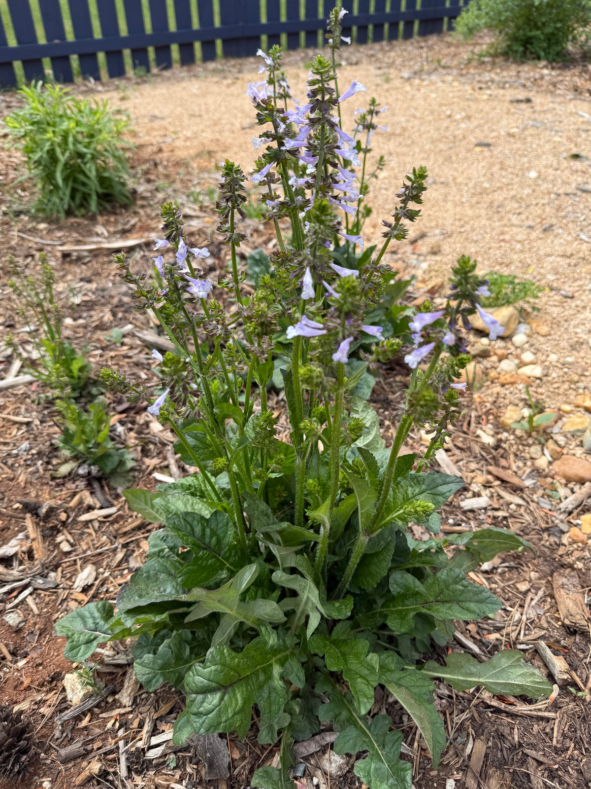 Salvia lyrata