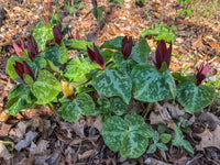 Trillium cuneatum