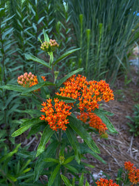 Asclepias tuberosa