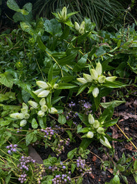 Gentiana flavida