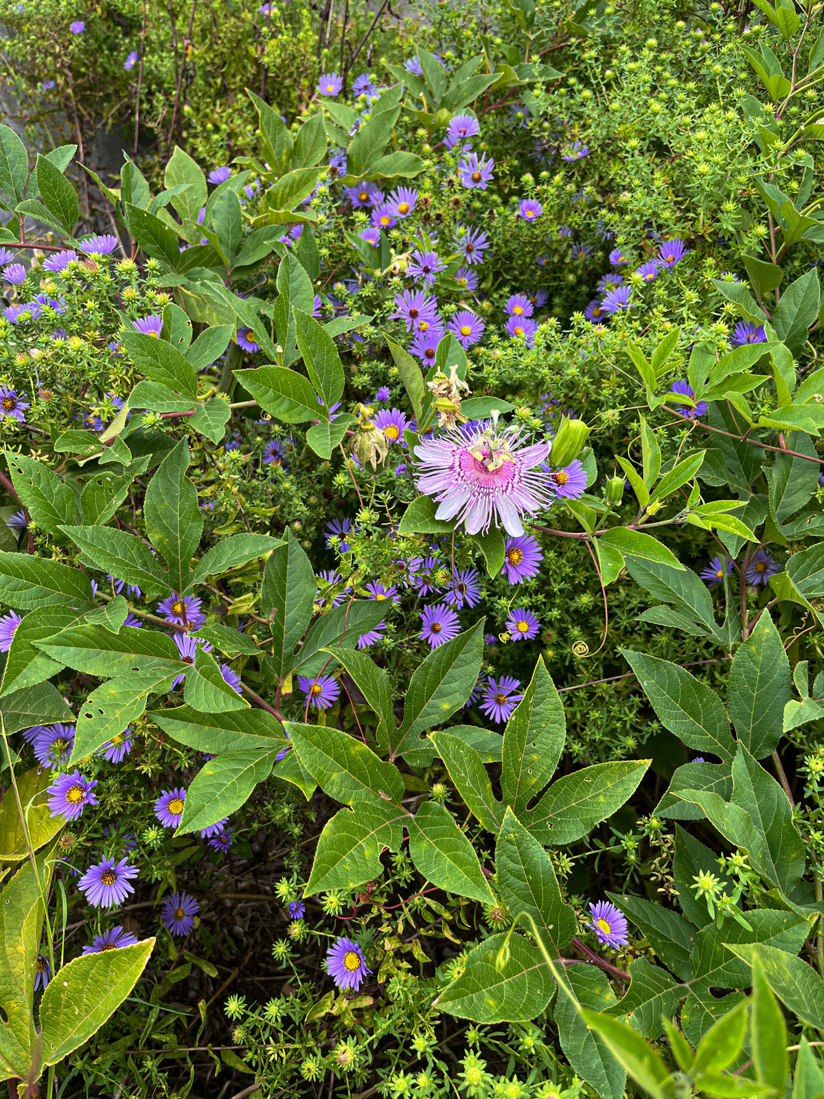 Passiflora Incarnata-Cincinnata Starter Plant - Purple Flower Yellow Fruit Passion Vine (USA Grown)