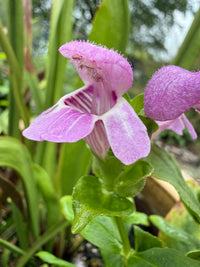 Macbridea caroliniana