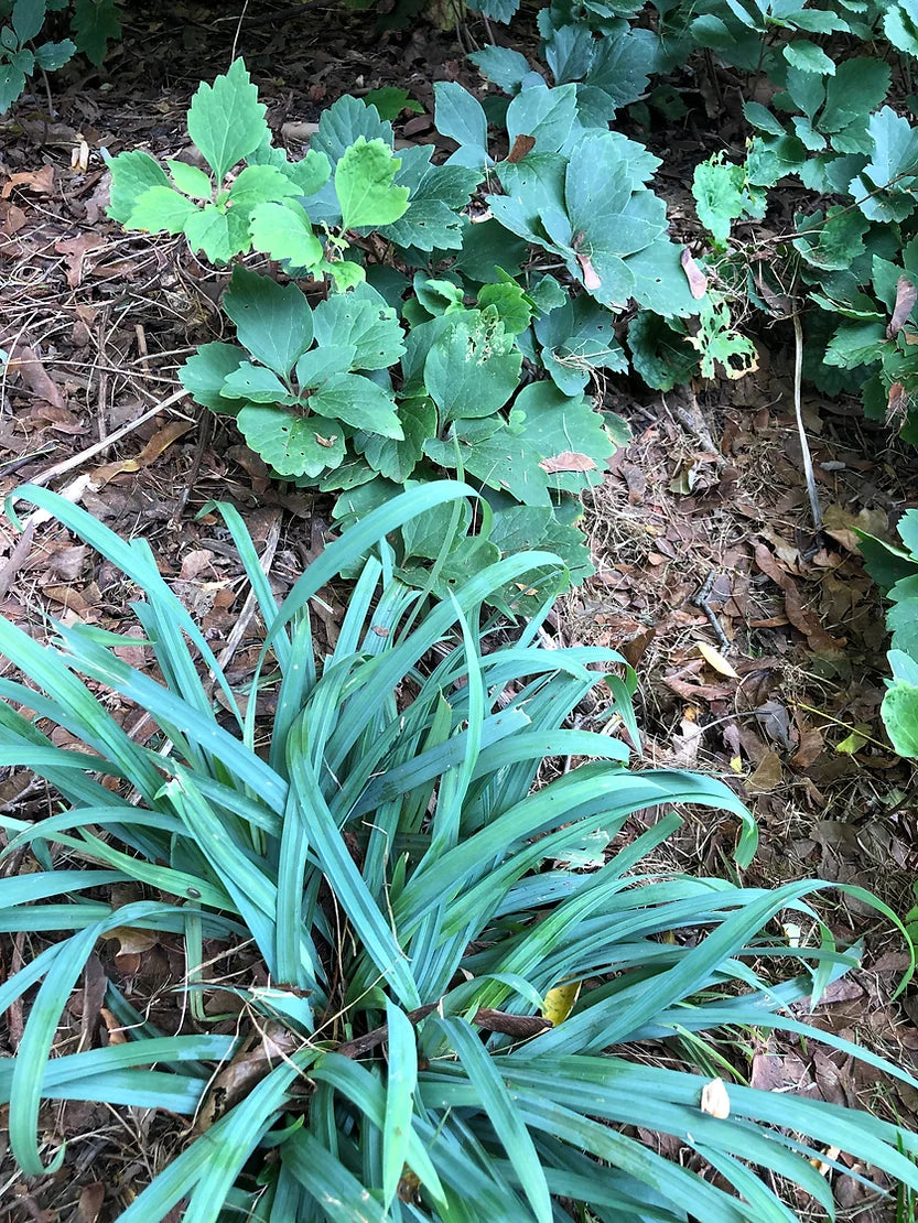 Carex flaccosperma