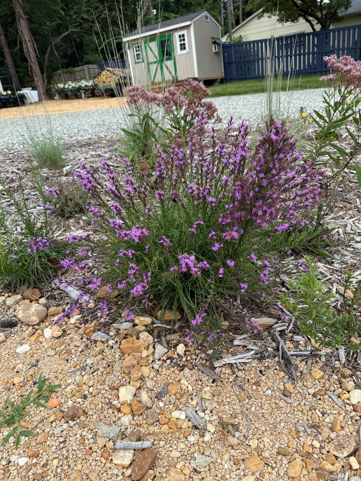 Liatris microcephala