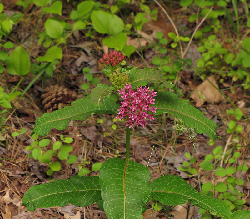 Asclepias purpurascens