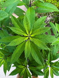 Eutrochium fistulosum