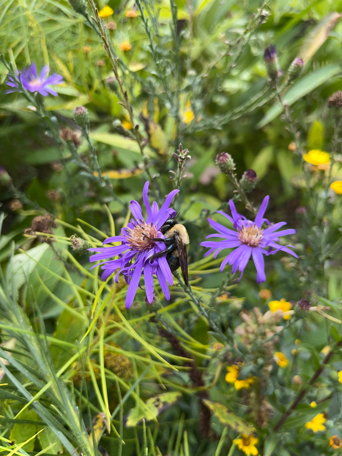 Symphyotrichum georgianum