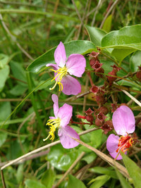 Rhexia virginica