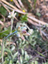 Antennaria parlinii