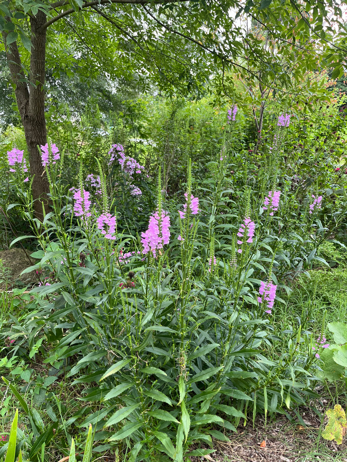 Physostegia virginiana