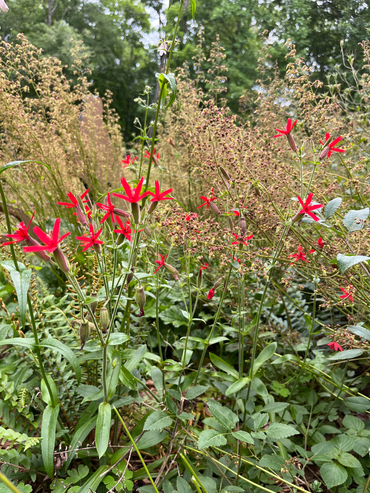fire pink wildflower seeds Silene virginica