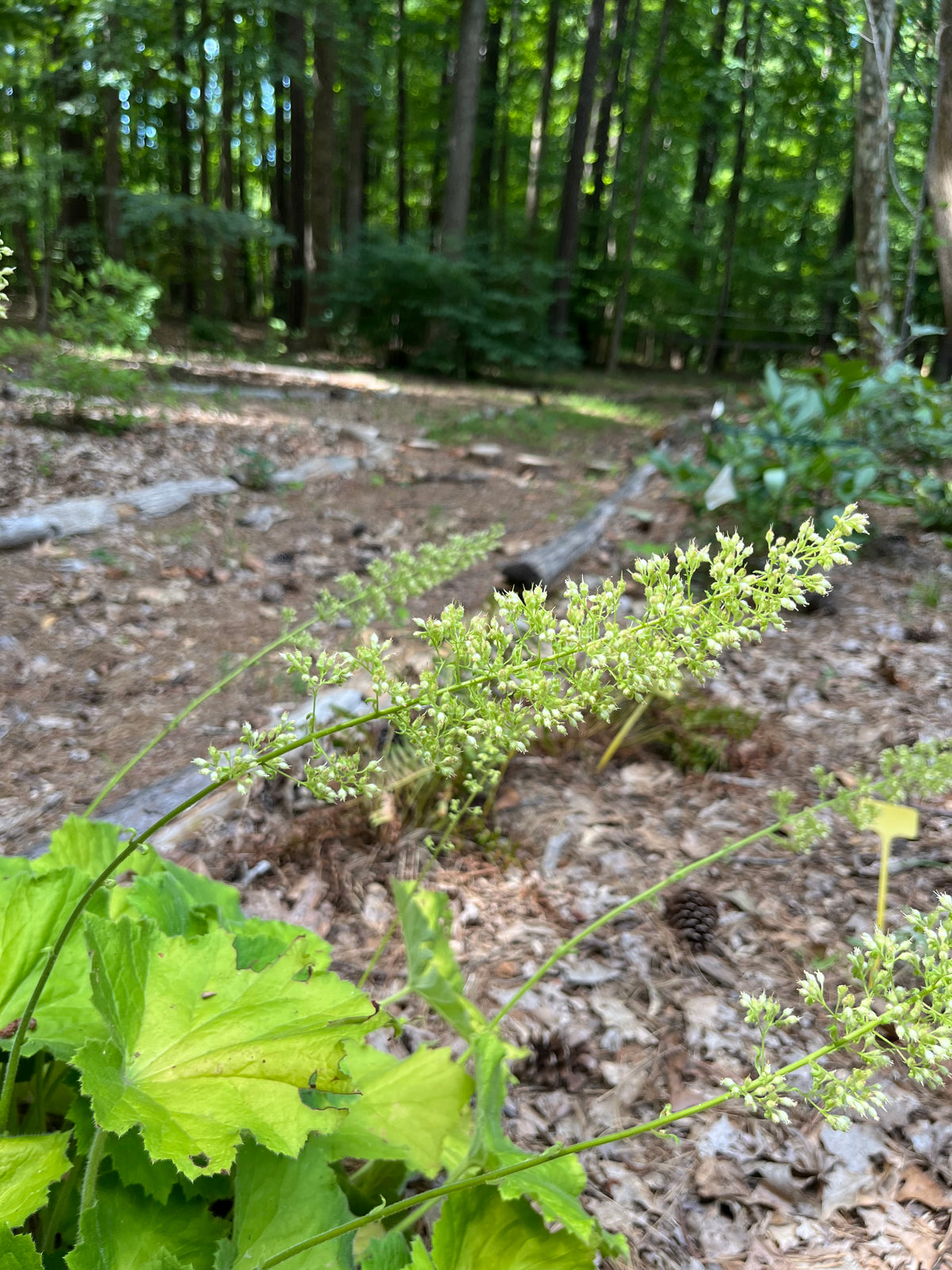 Heuchera villosa var. macrorrhiza