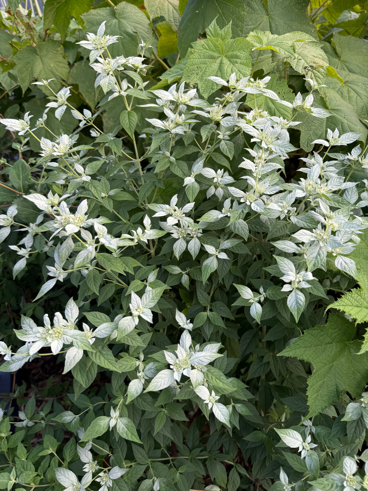 Pycnanthemum incanum