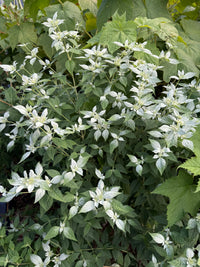 Pycnanthemum incanum