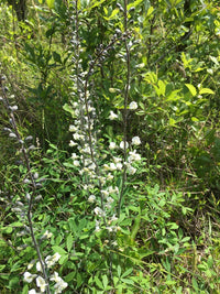 Baptisia albescens