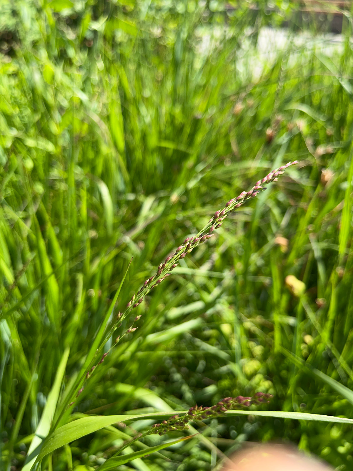 Panicum virgatum 'Cape Breeze'