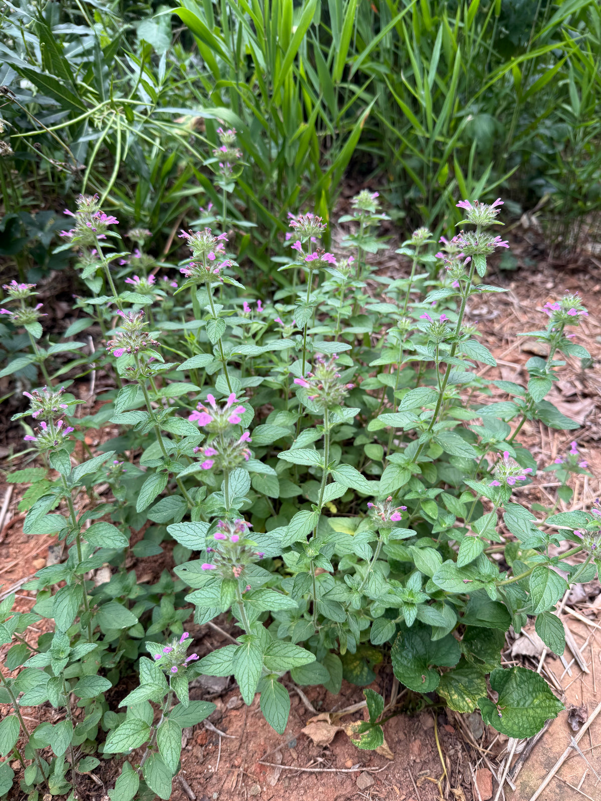 Clinopodium vulgare