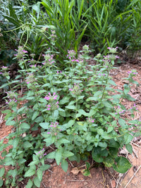 Clinopodium vulgare