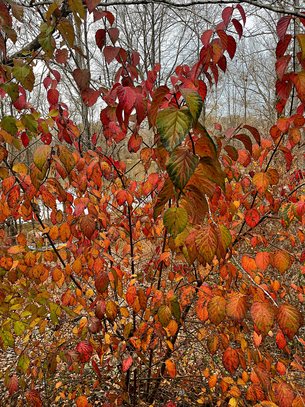 Viburnum dentatum