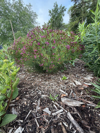Vernonia lettermanni
