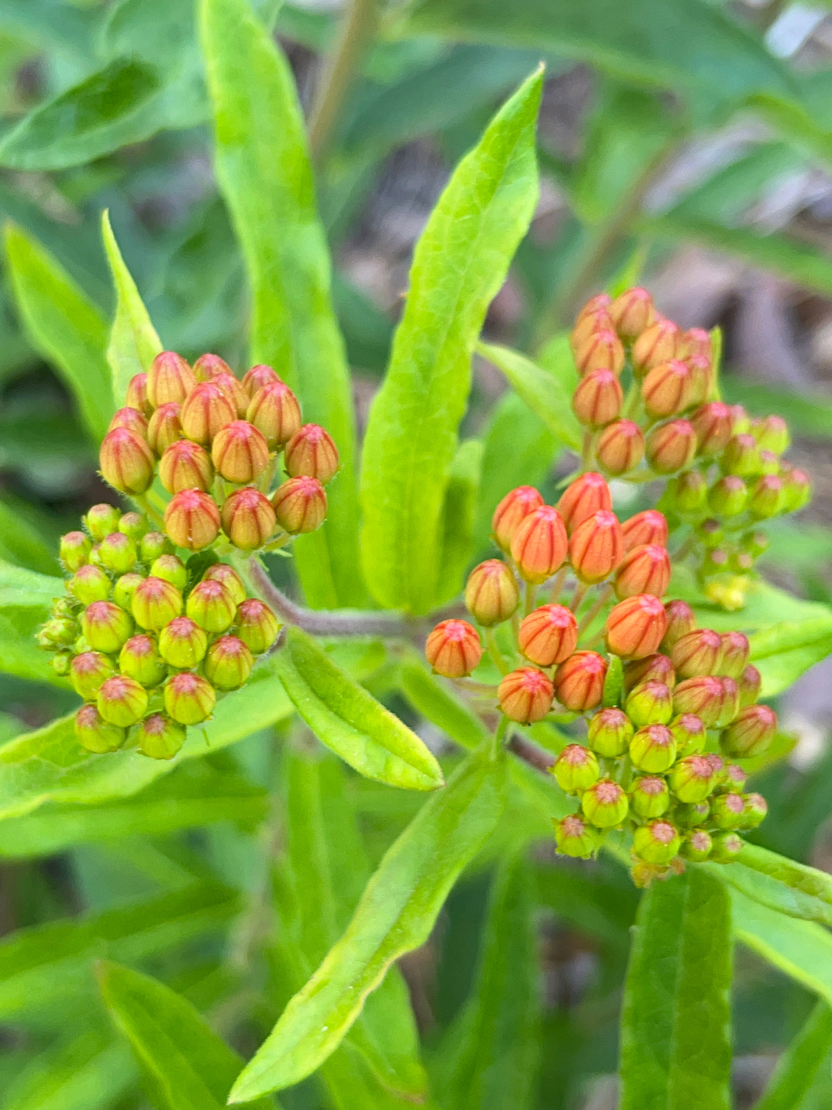 Asclepias tuberosa