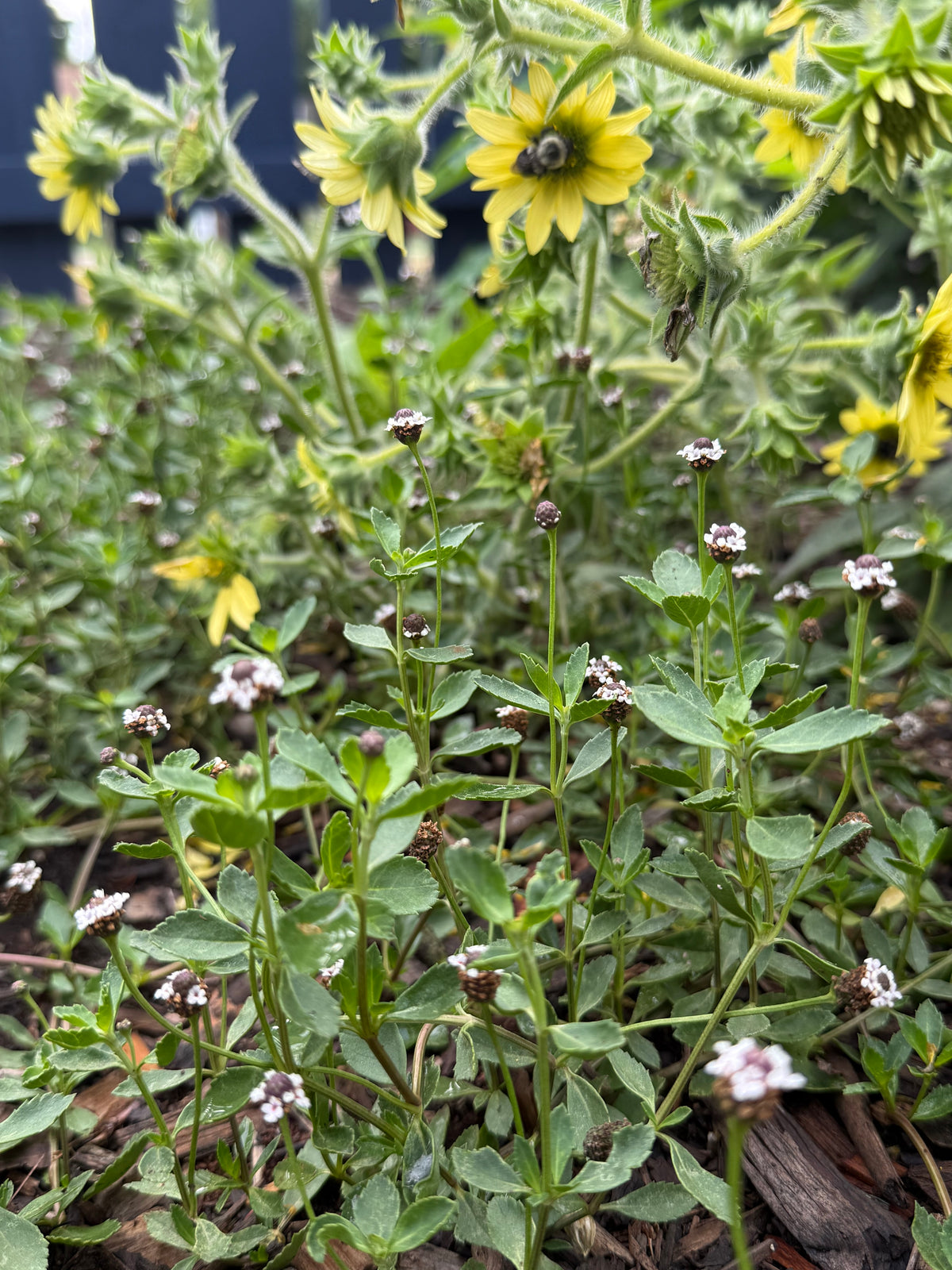 Phyla nodiflora