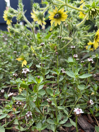 Phyla nodiflora