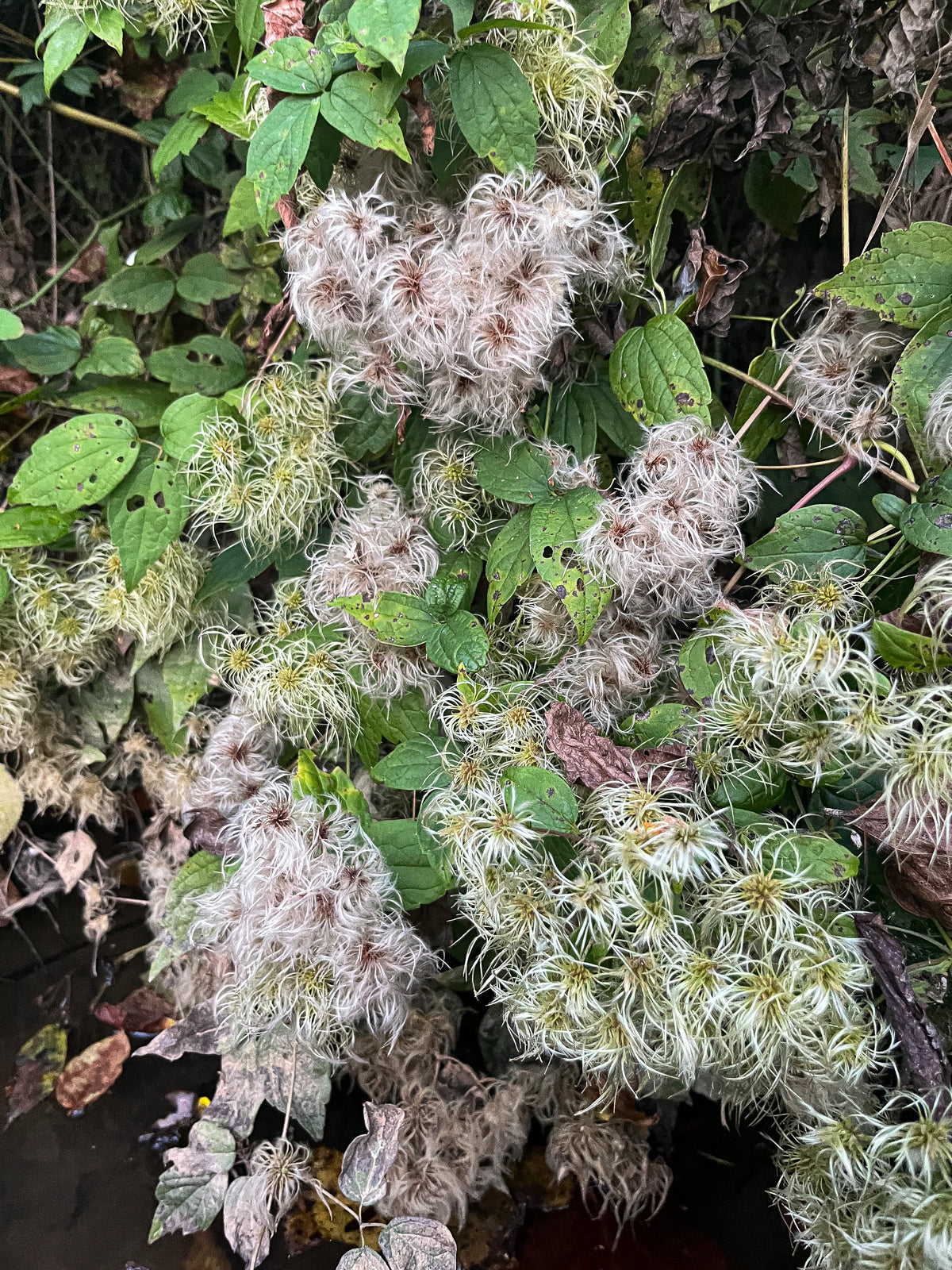 Clematis virginiana