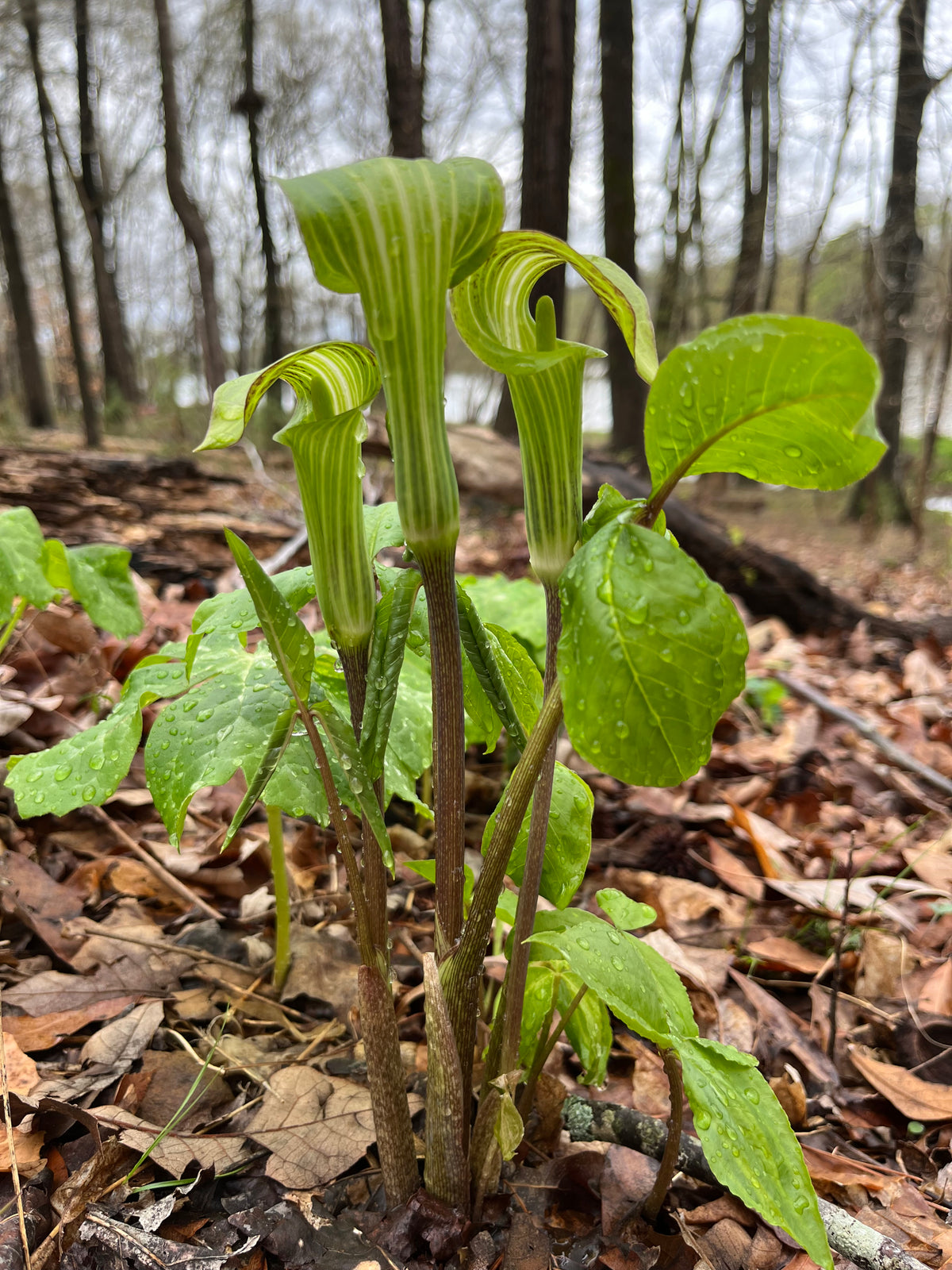 Arisaema triphyllum