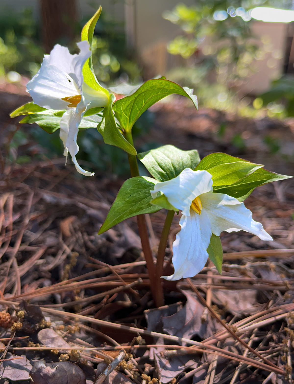 trillium flower seeds Trillium grandiflorum – Flower of Carolina