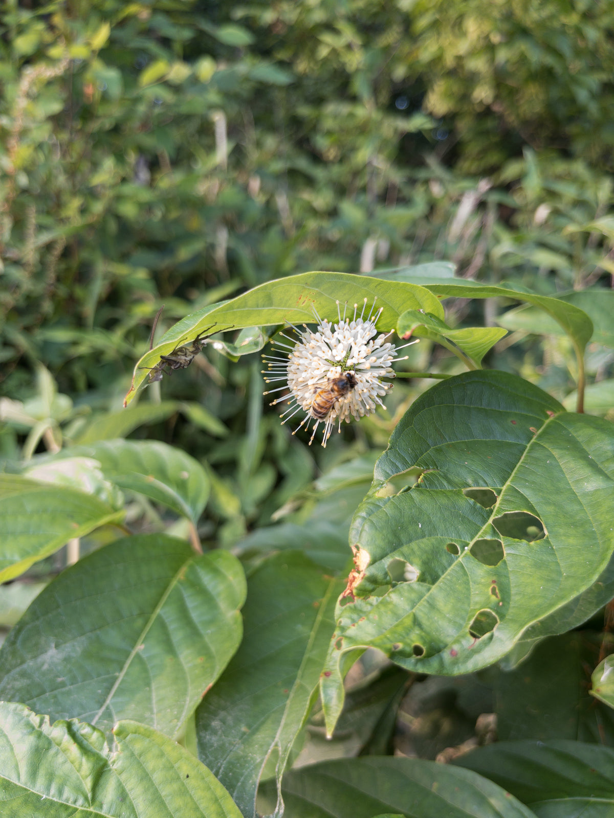 Cephalanthus occidentalis