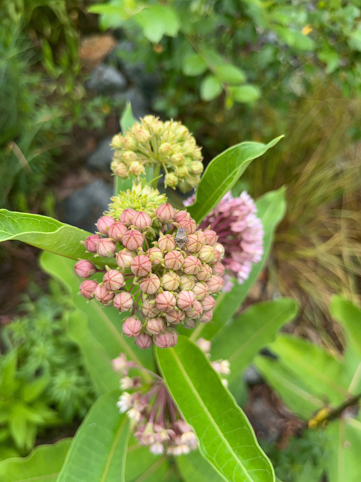 Asclepias syriaca