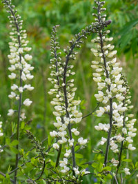 Baptisia albescens