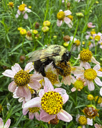 Coreopsis rosea
