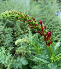 Lobelia cardinalis