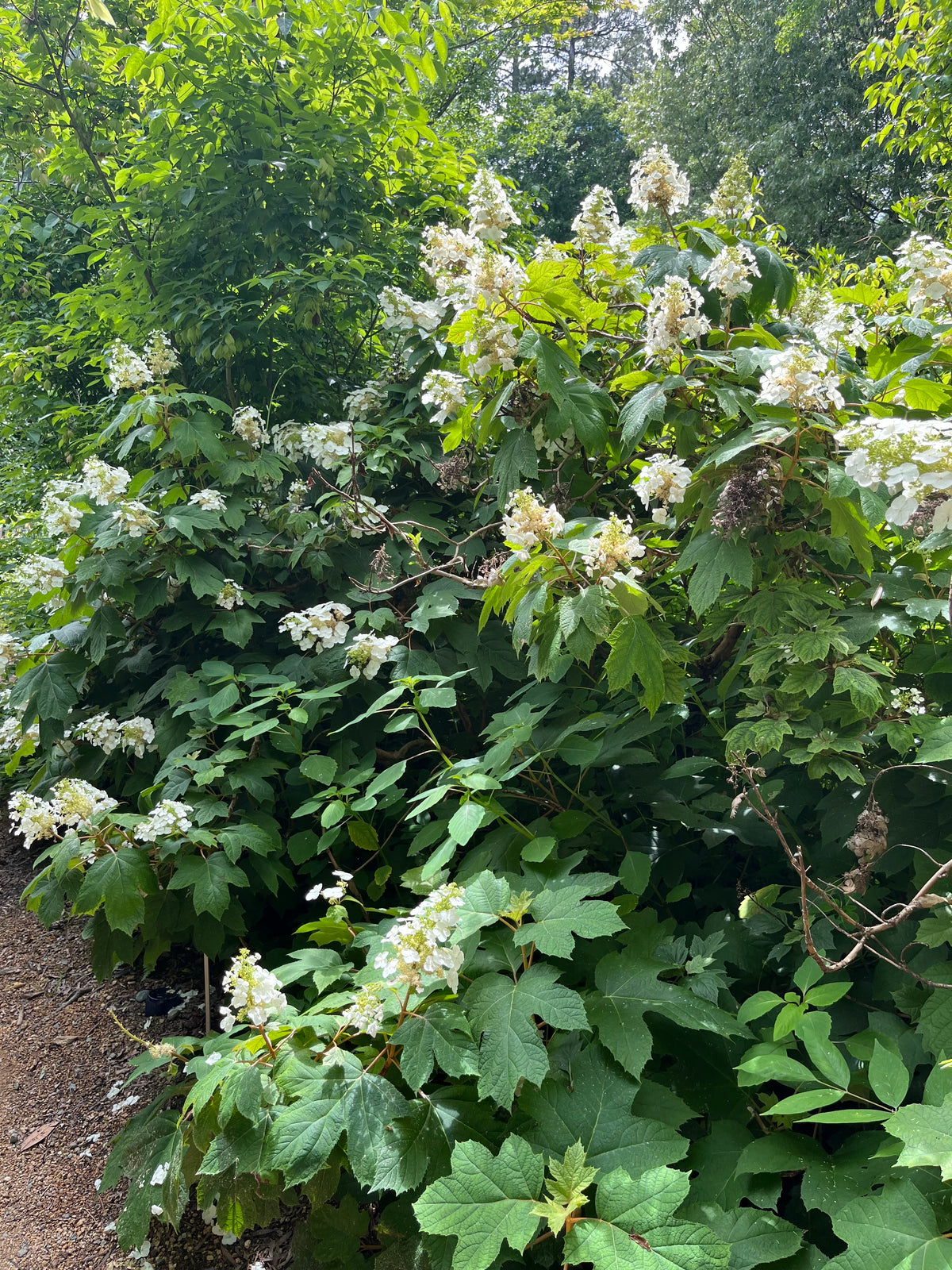 Hydrangea quercifolia